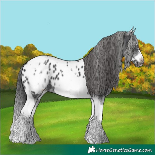 Horse Color:White Spotted Black Splash Tobiano Frame Near Leopard 