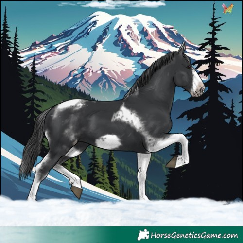 Horse Color:White Spotted Black Splash Tobiano Frame Varnish