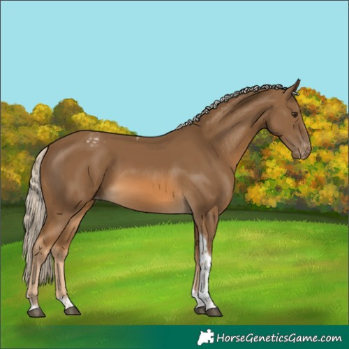 Horse Color:Chocolate Palomino Tobiano Appaloosa 