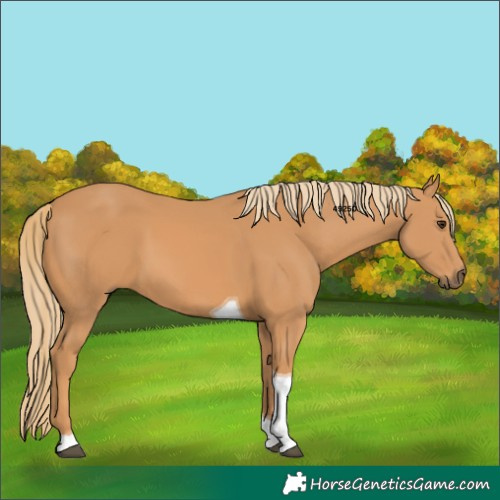 Horse Color:Chestnut Tobiano 