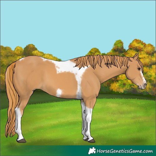 Horse Color:Chestnut Tobiano Frame