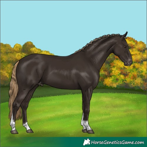 Horse Color:Liver Chestnut Tobiano Appaloosa 