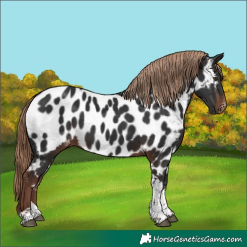 Horse Color:Liver Chestnut Tobiano Appaloosa