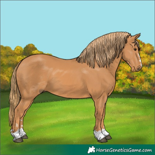 Horse Color:Chestnut 