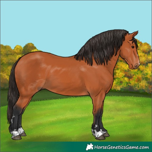 Horse Color:Bay 