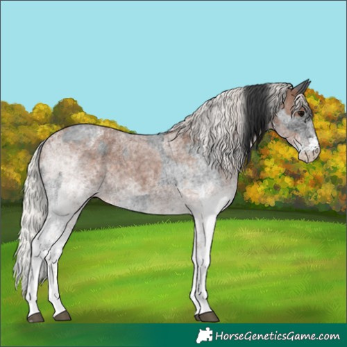 Horse Color:White Spotted Blue Roan Rabicano  and White Spotted Silver Blue Roan Rabicano 