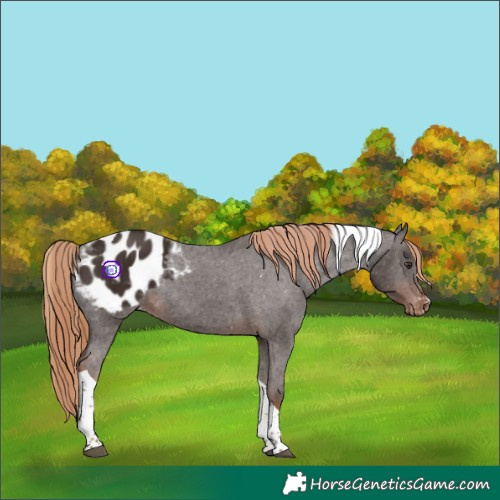 Horse Color:Liver Chestnut Tobiano Appaloosa 