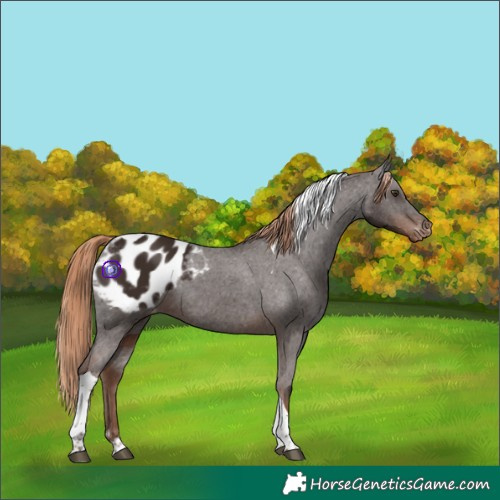 Horse Color:Liver Chestnut Tobiano Blanket 