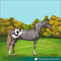 Horse Color:Liver Chestnut Tobiano Appaloosa 
