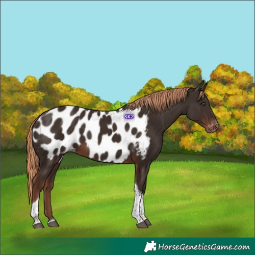 Horse Color:Liver Chestnut Tobiano Appaloosa