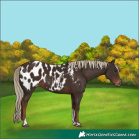 Horse Color:Liver Chestnut Tobiano Near Leopard
