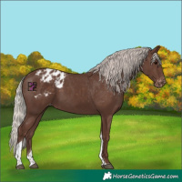 Horse Color:Silver Black Tobiano Appaloosa