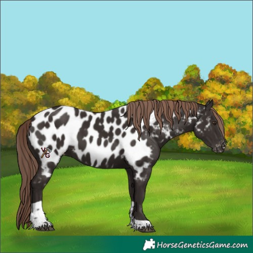 Horse Color:Liver Chestnut Tobiano Appaloosa