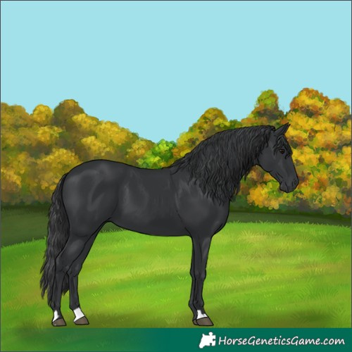 Horse Color:Black 
