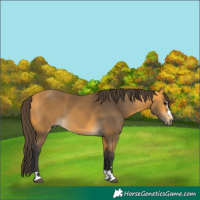 Horse Color:Buckskin 