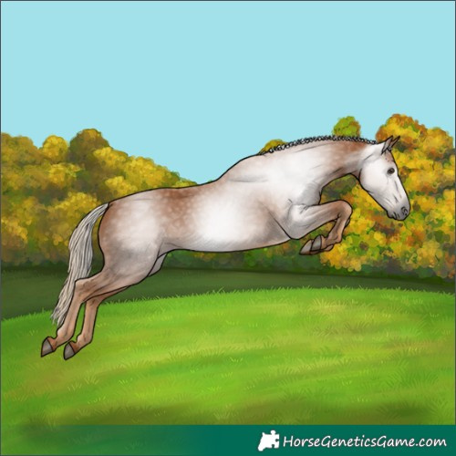 Horse Color:Gray Chestnut 