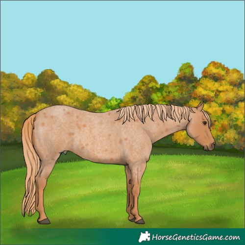 Horse Color:Red Roan 