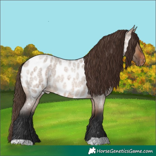 Horse Color:Brown Roan Dun Appaloosa 