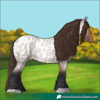 Horse Color:Brown Roan Dun Near Leopard 