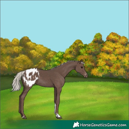 Horse Color:Silver Black Tobiano Appaloosa