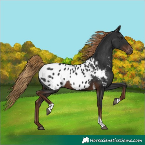 Horse Color:Gray Liver Chestnut Tobiano Blanket 