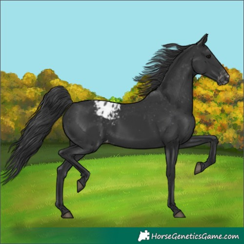 Horse Color:Black Appaloosa Rabicano