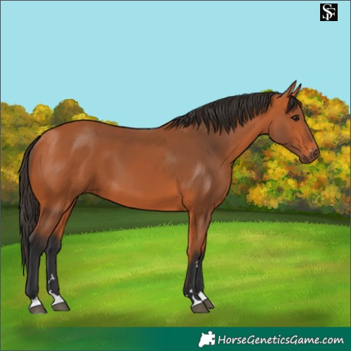 Horse Color:Bay 