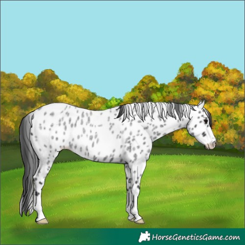 Horse Color:Blue Roan Appaloosa 