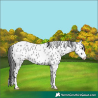 Horse Color:Blue Roan Leopard 