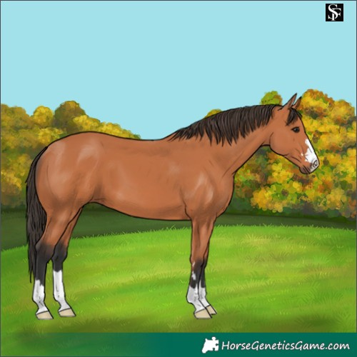 Horse Color:Bay 