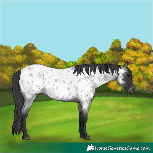 Horse Color:Blue Roan Appaloosa 