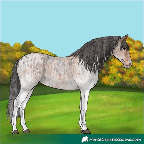 Horse Color:White Spotted Blue Roan Rabicano  and White Spotted Bay Roan Rabicano 