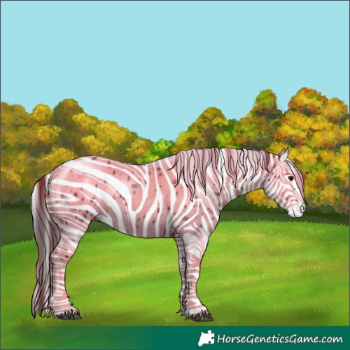 Horse Color:Black Sabino Splash Leopard and Black Sabino Splash Leopard Rabicano