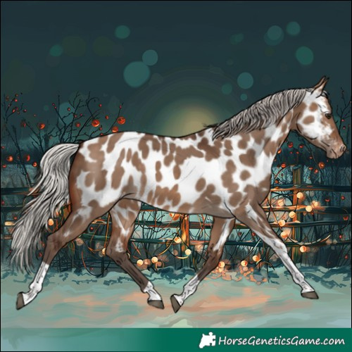 Horse Color:Silver Brown Dun Tobiano Appaloosa 