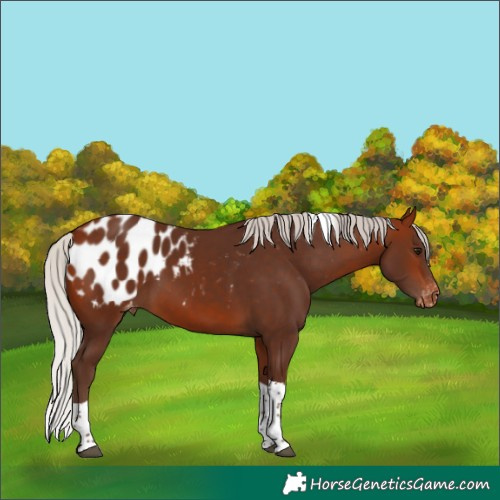 Horse Color:Silver Bay Tobiano Appaloosa 