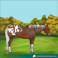 Horse Color:Silver Bay Tobiano Blanket 