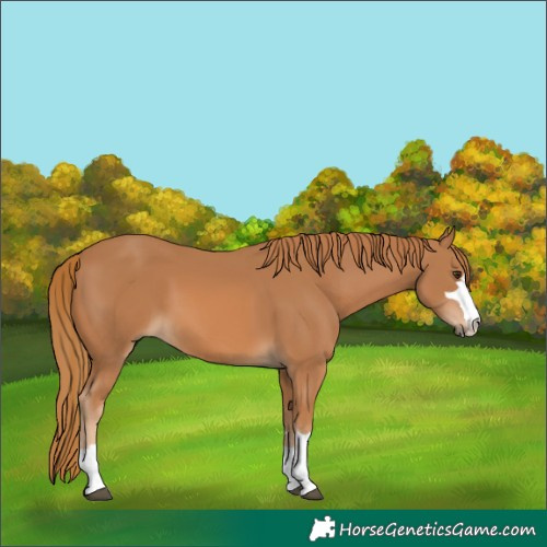 Horse Color:Chestnut 