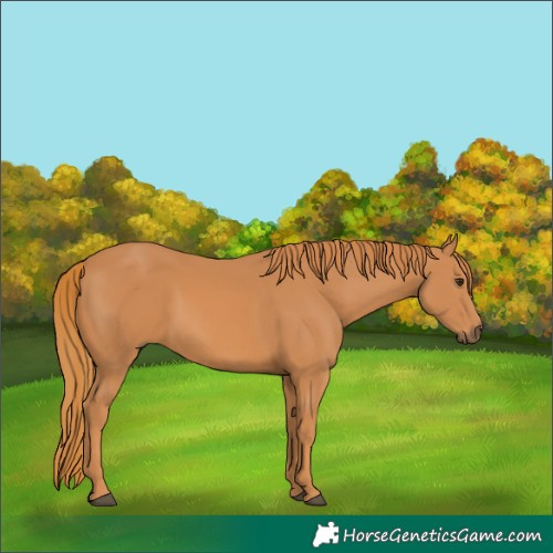 Horse Color:Chestnut 