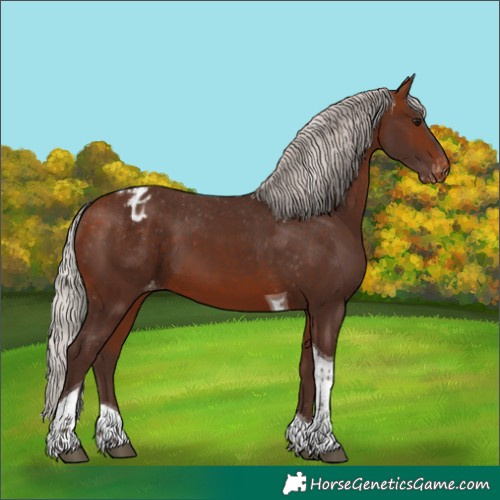 Horse Color:Silver Bay Tobiano Appaloosa 