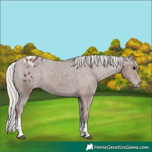 Horse Color:Silver Black Tobiano Appaloosa