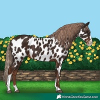 Horse Color:Liver Chestnut Splash Tobiano Appaloosa 
