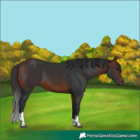 Horse Color:Bay Tobiano 