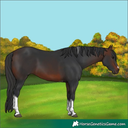 Horse Color:Brown Tobiano 
