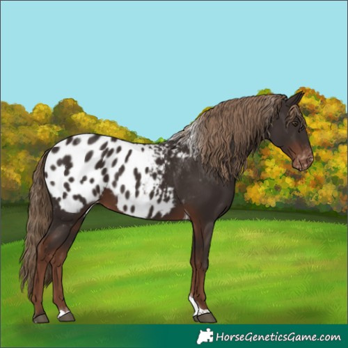 Horse Color:Liver Chestnut Tobiano Appaloosa 