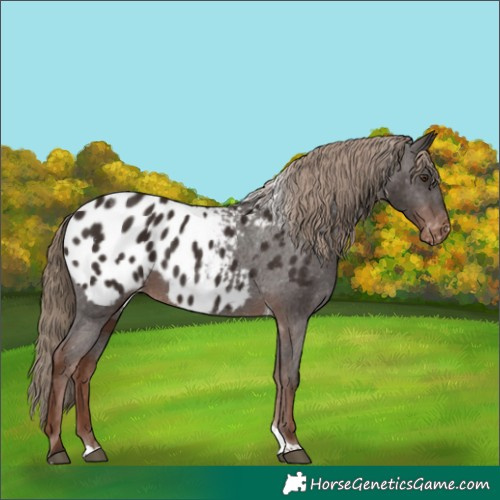 Horse Color:Liver Chestnut Tobiano Appaloosa
