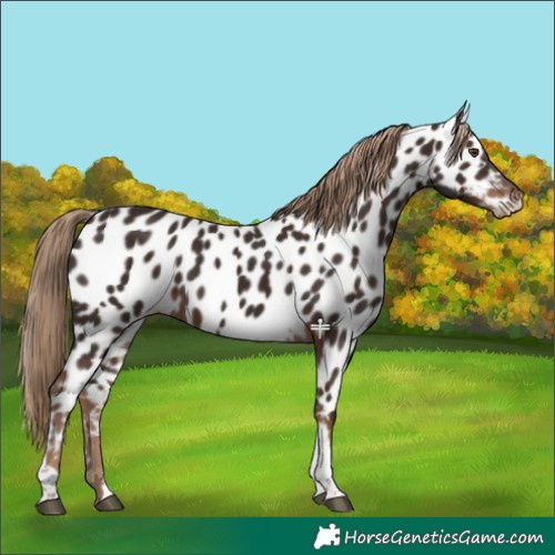 Horse Color:Liver Chestnut Tobiano Appaloosa 