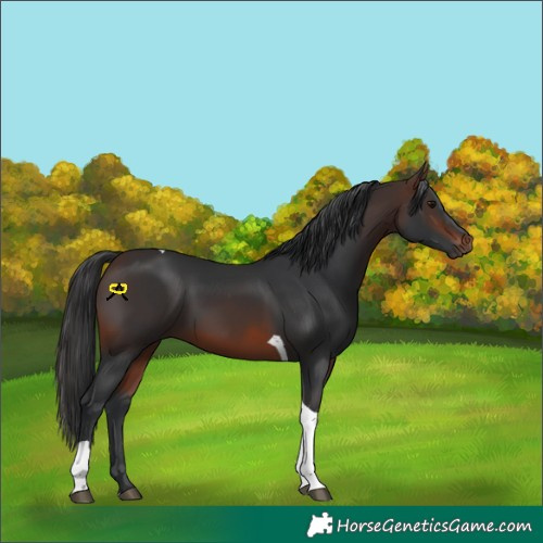 Horse Color:Brown Tobiano 
