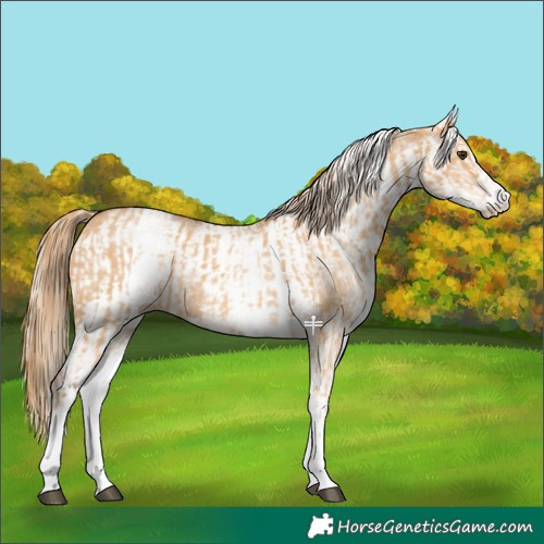 Horse Color:White Spotted Red Dun Rabicano  and Gray White Spotted Red Dun Rabicano 
