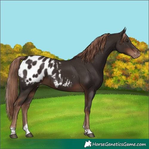 Horse Color:Liver Chestnut Tobiano Appaloosa 