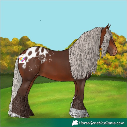 Horse Color:Silver Brown Tobiano Appaloosa 